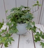 Warentuin natuurlijk Warentuin Klimop Hedrea bont witte pot 25 cm