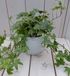 Warentuin natuurlijk Warentuin Klimop Hedrea bont witte pot 25 cm