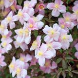 Arborix Clematis Clematis montana 'Mayleen' - Bosrank - 50-60 cm in pot