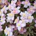 Arborix Clematis Clematis montana 'Mayleen' - Bosrank - 50-60 cm in pot