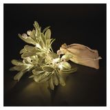 EMOS - LED maretak - maretak met 14 LED's, warm wit - 6/18h timer, werkt op batterijen (2x AA), 0,25 m kabellengte, incl. jutezak