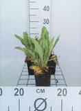 6x Limonium - Limonium latifolium | pot de 9x9 cm