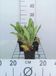 6x Limonium - Limonium latifolium | pot de 9x9 cm