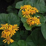 Arborix 6 x Ligularia Dentata 'Desdemona' - Grijsaard pot 9x9cm