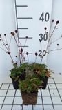 Groendecor Tuinarchitectuur 6x Sanguisorba - Sanguisorba officinalis | pot 9x9 cm