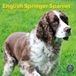 Baker & Bray Engelse Springer Spaniel Kalender 2027 Wandkalender