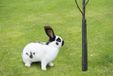Nature Boombeschermers H55cmx dia. 6cm set de 4 pièces