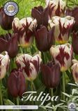 Dutch Flower Lady Grand Style Tulpenbollen 10 stuks