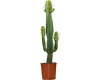 Bloomique Euphorbia Acrurensis Wolfsmelk Cowboy Cactus Kamerplant 60-70 cm Pot 17 cm