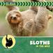 Sloths 21st Century Beginning Library: Go Wild! Rainforest Explorer- Sloths in the Wild
