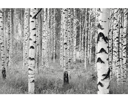 KOMAR Fotobehang vlies bos Woods XXL4-023 368 x 248 cm