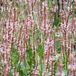 Arborix Persicaria Amplexicaulis 'Rosea' 3 x Adderwortel pot 9x9cm