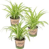 Bloomique - Set de 3 Chlorophytum Variegatum Plante d'intérieur herbe araignée Purificateur d'air Adapté aux animaux Hauteur 20-30 cm Pot 12 cm