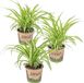 Bloomique - Set de 3 Chlorophytum Variegatum Plante d'intérieur herbe araignée Purificateur d'air Adapté aux animaux Hauteur 20-30 cm Pot 12 cm