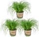 Bloomique - Set van 3 - Cyperus Zumula - Kattengras - Kamerplanten - Diervriendelijk - Hoogte 20-30 cm
