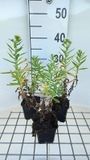 GRDplanten Aster 6x Aster - Aster n.a. 'Herbstschnee' | 9x9 cm pot