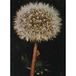 Urtekram Tsa Taraxacum officinale Raiz 50 ml