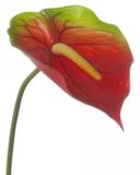 Bellatio flowers & plants Anthurium kunstbloem tak - rood met groen - 78 cm