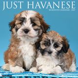 Willow Creek Press Havanese 2027 12 X 12 Wall Calendar