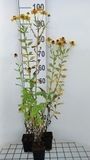 GRDplanten Groendecor Tuinarchitectuur 6x Zonnekruid - Helenium hybr. 'Goldrausch' | 9x9 cm pot