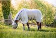 Horseware Rambo Protector Argent-bleu