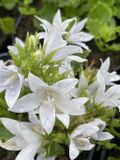 GRDplanten Groendecor Tuinarchitectuur 6x Klokje - Campanula posch. 'E.h. Frost' | 9x9 cm pot