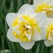 Green boutiQ - 20x Narcissus Ice King - Dubbele narcis - Wit en Geel