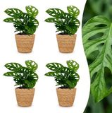 Green boutiQ Monstera Adansonii - Rhaphidophora Tetrasperma - 4 Planten - Pot 12cm - Hoogte 25cm