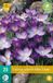 Jub Crocus Ruby Giant bloembollen 20 bollen Krokus JUB