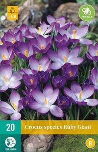 Jub Crocus Ruby Giant bloembollen 20 bollen Krokus JUB