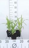 6x Hémérocalle - Hemerocallis hybr. 'Rajah' | pot de 9x9 cm