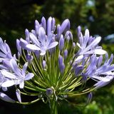 Arborix Agapanthus 6x Agapanthus hybrida 'Donau' Pot 9x9cm - Prachtige blauwe bloemen voor in de tuin