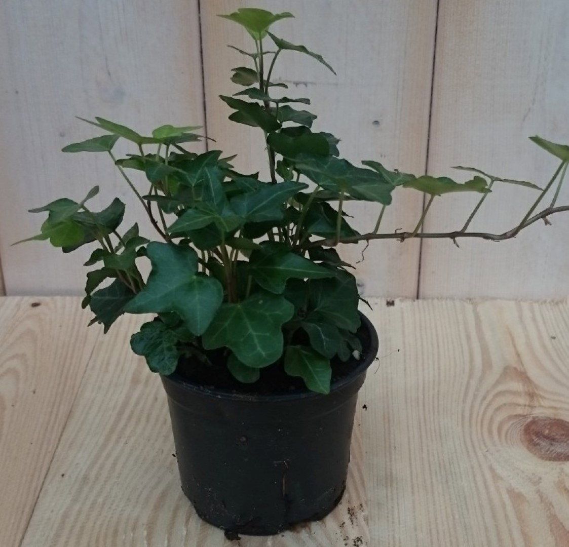Warentuin Natuurlijk - Klimop klein groen Hedera