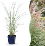 Plantenboetiek.nl | Miscanthus sin. Morning Light - Pampusgras - Met Pluim - Zilver - 6 Planten - Ø11cm - 15-25cm hoog - Tuinplant