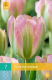 jub Tulipa Groenland - Viridiflora tulp - set van 7 stuks