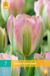 jub Tulipa Groenland - Viridiflora tulp - set van 7 stuks