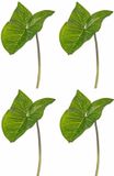 Merkloos Bellatio Flowers & Plants Kunstplant - 4x - tak - bladgroen - Aronskelkblad - 53 cm