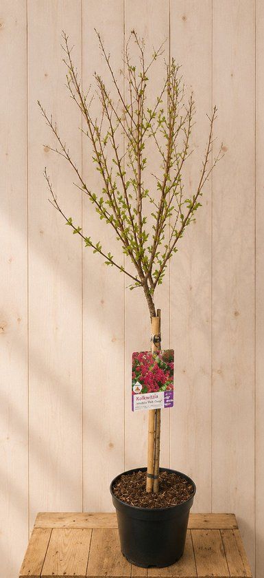 Warentuin Natuurlijk Lagerstroemia Indica Indische Sering 'Red Imperator' 125 cm