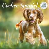 Magnet & Steel Engelse Cocker Spaniel Kalender 2027 Deluxe Wandkalender