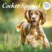 Magnet & Steel Engelse Cocker Spaniel Kalender 2027 Deluxe Wandkalender