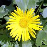 Arborix Doronicum Orientale 'Magnificum' - 6 x Voorjaarszonnebloem pot 9x9cm - Grote gele bloemen