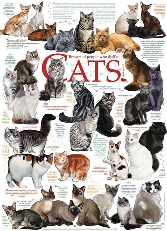 Cobble Hill Puzzel Katten