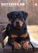 CalendarsRUs Rottweiler A3 Wandkalender 2027