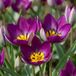 boutiQ - 100x Tulipa Persian Pearl - violet