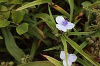 GRDplanten Tradescantia 6x Eendagsbloem - Tradescantia (a) 'Osprey' | 9x9 cm pot