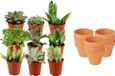 Green Boutiq ZynesFlora Mini Succulenten Mix - 9 Stuks - Ø 8,1 cm Terracotta Bloempotten - 5-10 cm