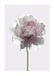 Komar Muurafbeelding | Rose | Poster, afbeelding, woonkamer, slaapkamer, decoratie, kunstdruk | zonder lijst | P065-50x70 | grootte: 50 x 70 cm (breedte x hoogte)