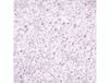 KNORR prandell 218236809 decoratief vulmiddel, Korrels, Roze, 2-3 mm, 500 g