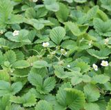 Arborix Fragaria Vesca 'Alexandria' 6 x Bosaardbei pot 9x9cm