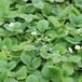 Arborix Fragaria Vesca 'Alexandria' 6 x Bosaardbei pot 9x9cm